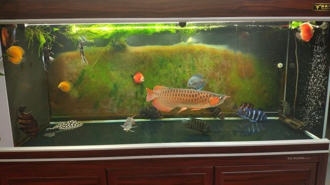 魚缸過濾器選購指南:自制魚缸過濾器魚缸上置過濾器對于養魚愛好者的必備知識 包頭魚缸定制廠家電話地址查詢 包頭魚缸定制廠家電話地址查詢號碼 觀賞魚百科 包頭魚缸定制廠家電話地址查詢 包頭魚缸定制廠家電話地址查詢號碼 包頭魚缸定制廠家電話地址查詢 包頭魚缸定制廠家電話地址查詢號碼 觀賞魚百科