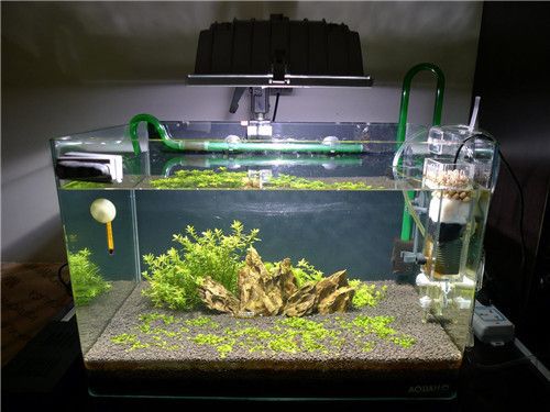 龍魚輕微蒙眼怎么處理好：龍魚輕微蒙眼的處理方法及預防措施