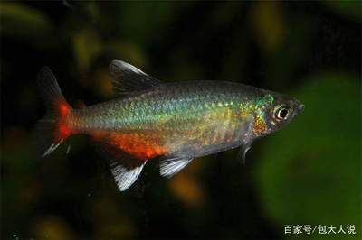 觀賞魚愛好者叫什么魚名字（觀賞魚愛好者通常被稱為“魚友”，他們喜歡飼養(yǎng)和觀賞魚）
