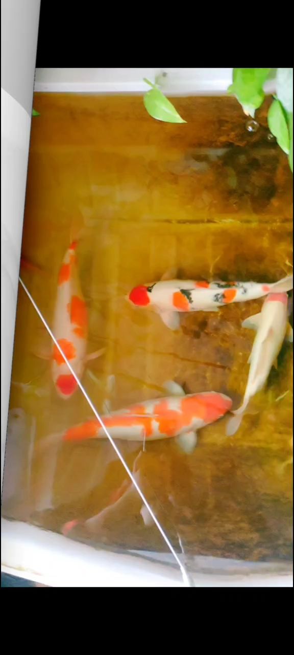 大神看看這條是不是芥子