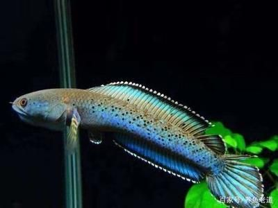 觀賞魚白毛病（如何治療觀賞魚白毛病）