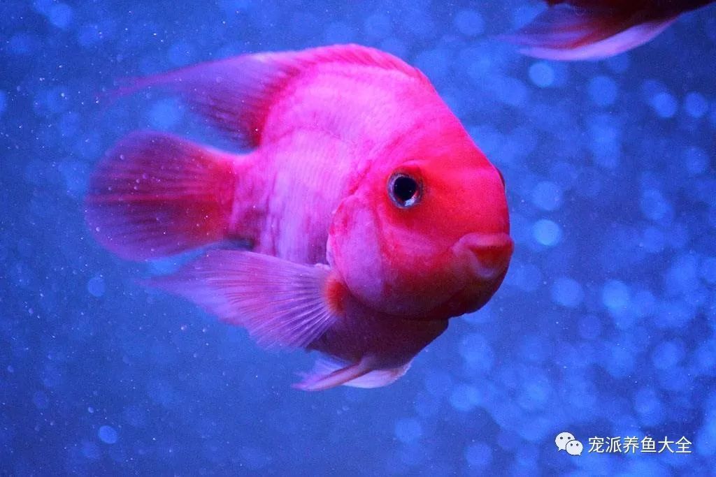 觀賞魚白毛病（如何治療觀賞魚白毛病）