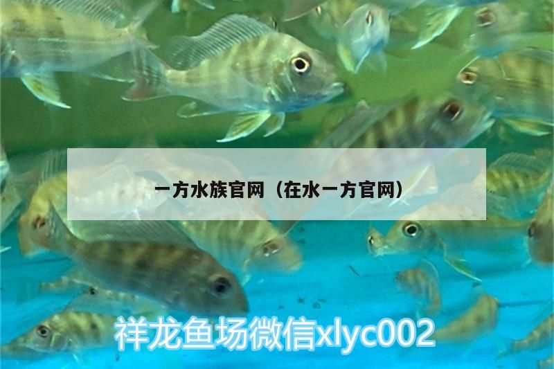 一方水族官網（在水一方官網）