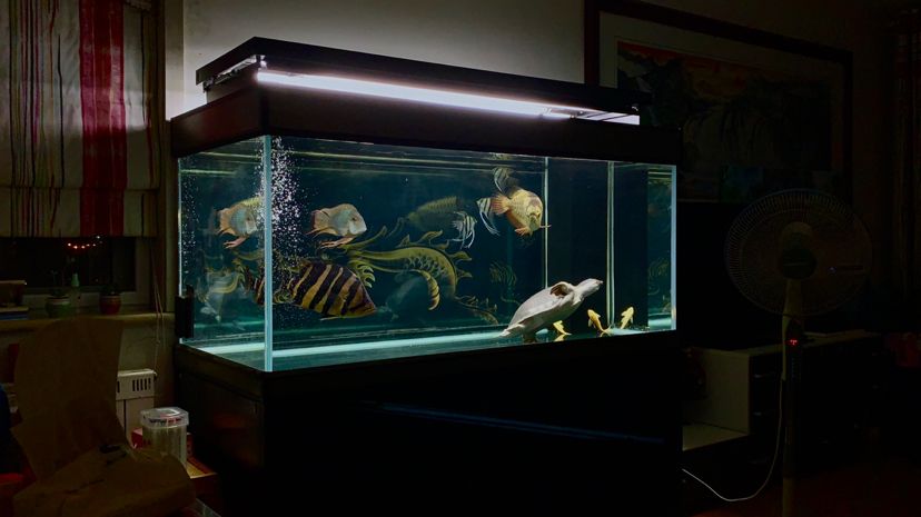 關(guān)于元寶鳳凰的一點(diǎn)分享