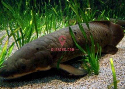 龍魚品種價格及圖片大全大圖：探秘龍魚世界，品種、價格與絕美圖片全解析