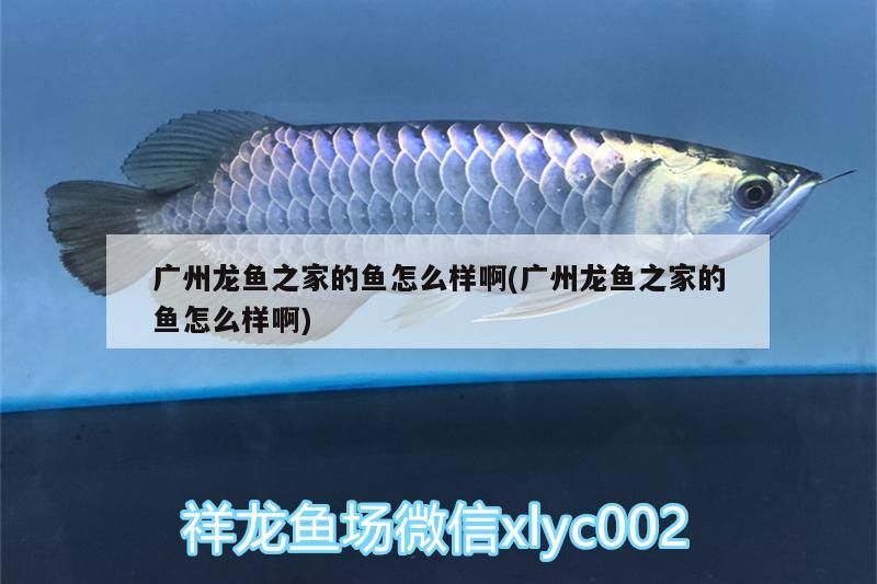 廣州龍魚之家的魚怎么樣啊(廣州龍魚之家的魚怎么樣啊)