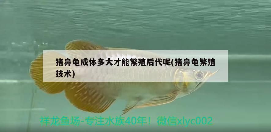 豬鼻龜成體多大才能繁殖后代呢(豬鼻龜繁殖技術)