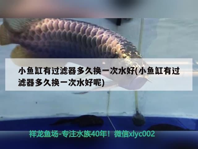 虎魚天天黑來點赤瞳黃金 小魚缸有過濾器多久換一次水好(小魚缸有過濾器多久換一次水好呢) 九鼎魚缸 小魚缸有過濾器多久換一次水好(小魚缸有過濾器多久換一次水好呢) 小魚缸有過濾器多久換一次水好(小魚缸有過濾器多久換一次水好呢) 九鼎魚缸