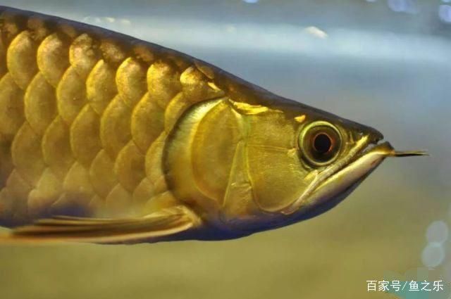過背金龍魚能長多長的魚苗：關于過背金龍魚苗成長潛力的詳細信息 過背金龍魚能長多長的魚苗：關于過背金龍魚苗成長潛力的詳細信息 金龍魚百科 第5張