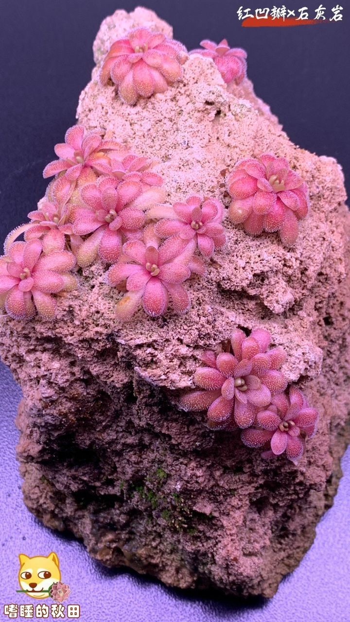 石頭開花，一石成景