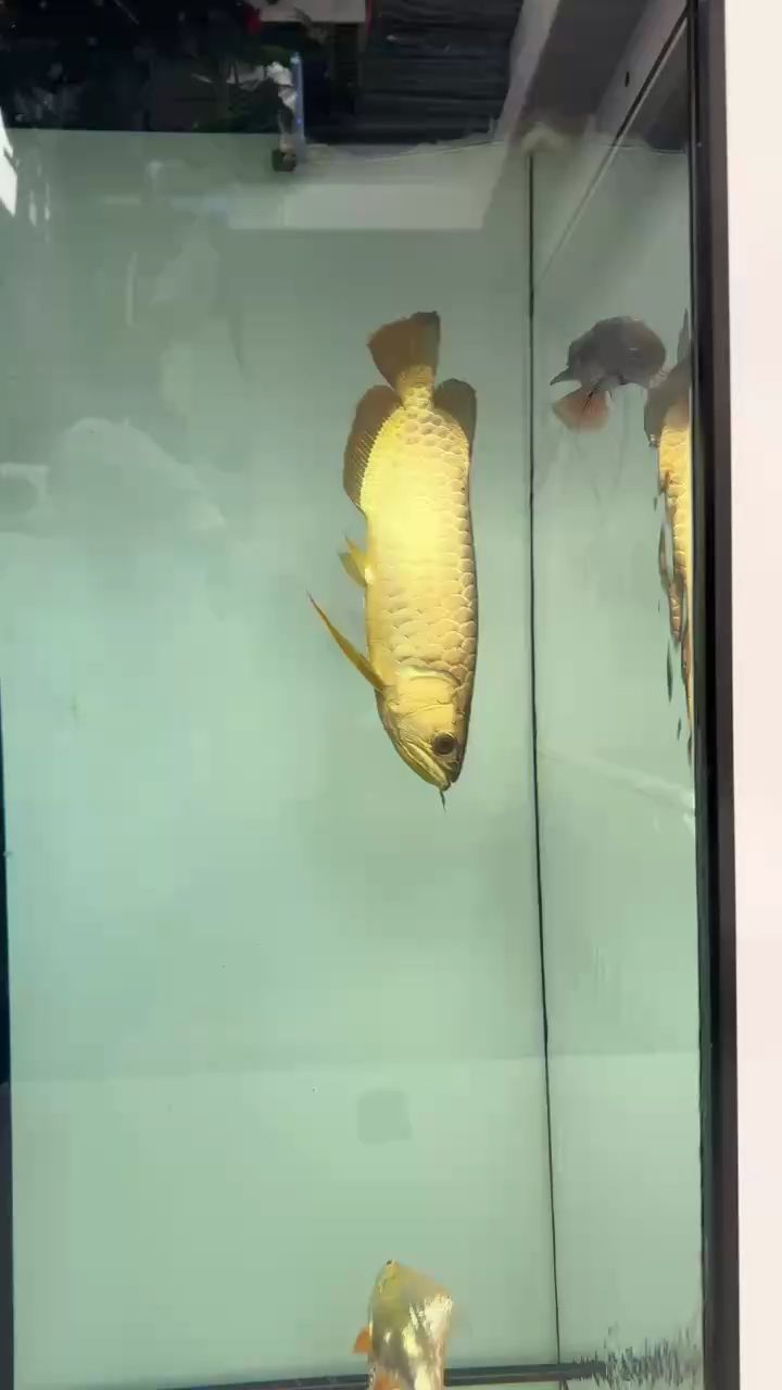 無燈狀態(tài) 無燈狀態(tài) 龍魚論壇