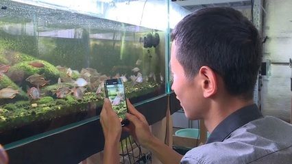 龍魚配魚有哪些底層要求呢：龍魚配魚的底層要求，構(gòu)建和諧水族生態(tài)的關(guān)鍵