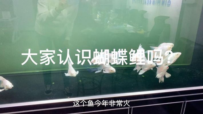 蝴蝶鯉好養(yǎng)嗎（蝴蝶鯉的飼養(yǎng)要點(diǎn)）