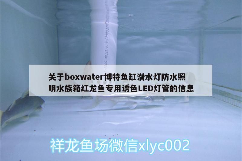 關(guān)于boxwater博特魚缸潛水燈防水照明水族箱紅龍魚專用誘色LED燈管的信息