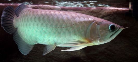 龍魚配什么魚好看一點圖片：龍魚混養，探尋最佳搭配，打造水族箱視覺盛宴