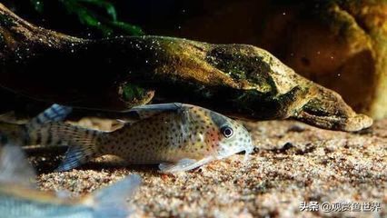 龍魚趴在缸底不動怎么回事視頻講解：龍魚趴在缸底不動？別慌，這些原因和對策全解析！