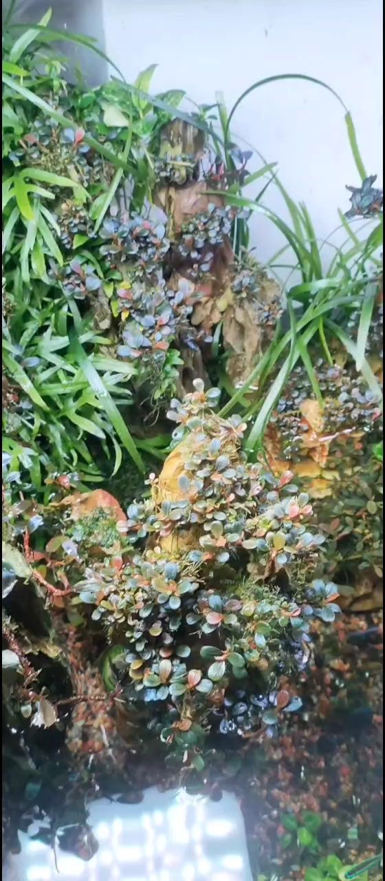 各種雜草叢生缸