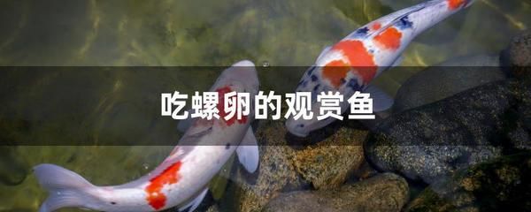 龍魚趴缸底什么原因：龍魚趴缸底，探秘水下世界的神秘信號