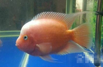龍魚年齡怎么看好壞啊：探秘龍魚年齡與品質，解讀水族世界的神秘密碼
