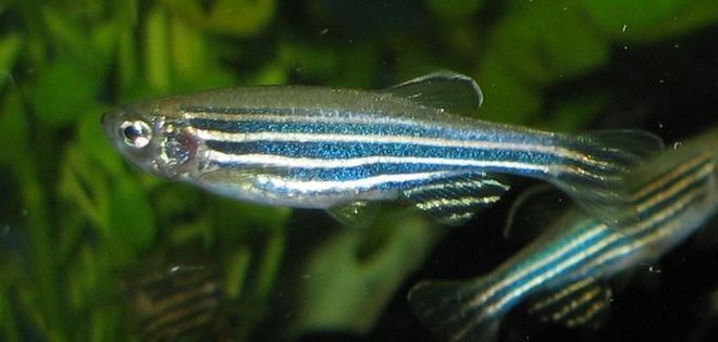 龍魚能長多大圖片大全：探秘龍魚生長之秘，見證其體型之巨
