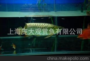 龍魚缸鋪瓷磚怎么鋪，龍魚缸瓷磚選擇技巧 龍魚缸鋪瓷磚怎么鋪，龍魚缸瓷磚選擇技巧 魚缸百科 第4張