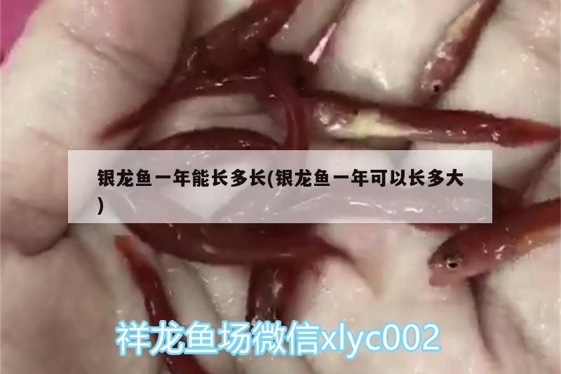 銀龍魚一年能長多長(銀龍魚一年可以長多大)