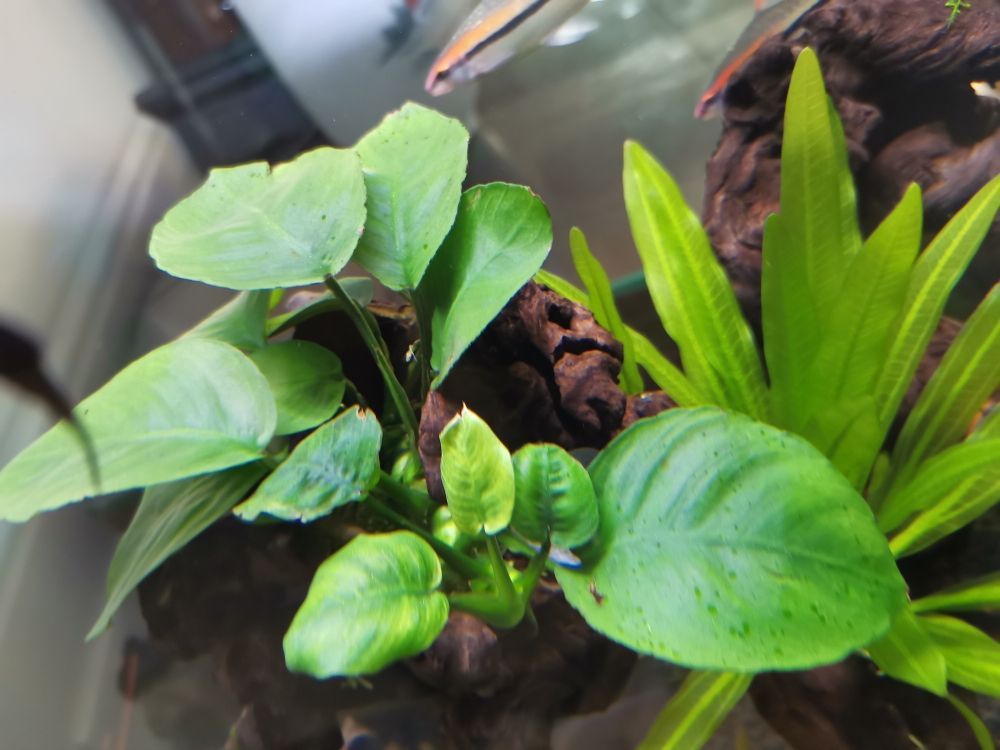 玻璃瓶魚缸插什么花：適合玻璃瓶水養的花草