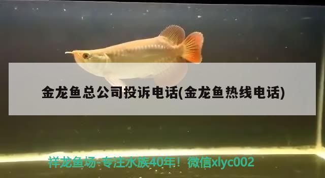 金龍魚總公司投訴電話(金龍魚熱線電話)
