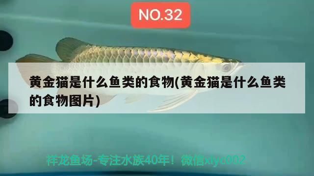 黃金貓是什么魚類的食物(黃金貓是什么魚類的食物圖片) 黃金貓是什么魚類的食物(黃金貓是什么魚類的食物圖片) 黃金貓魚百科 第3張