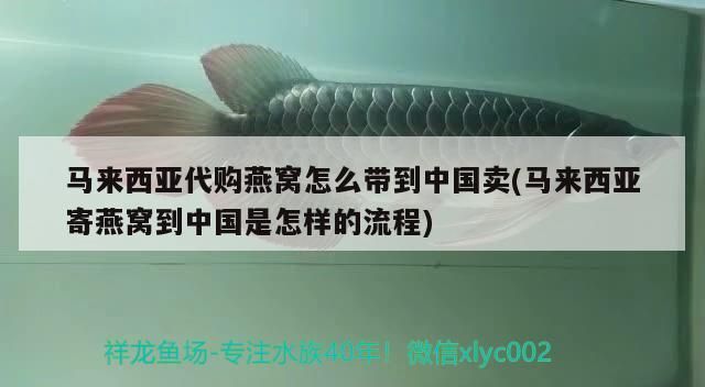 黃金貓是什么魚類的食物(黃金貓是什么魚類的食物圖片) 黃金貓是什么魚類的食物(黃金貓是什么魚類的食物圖片) 黃金貓魚百科 第2張