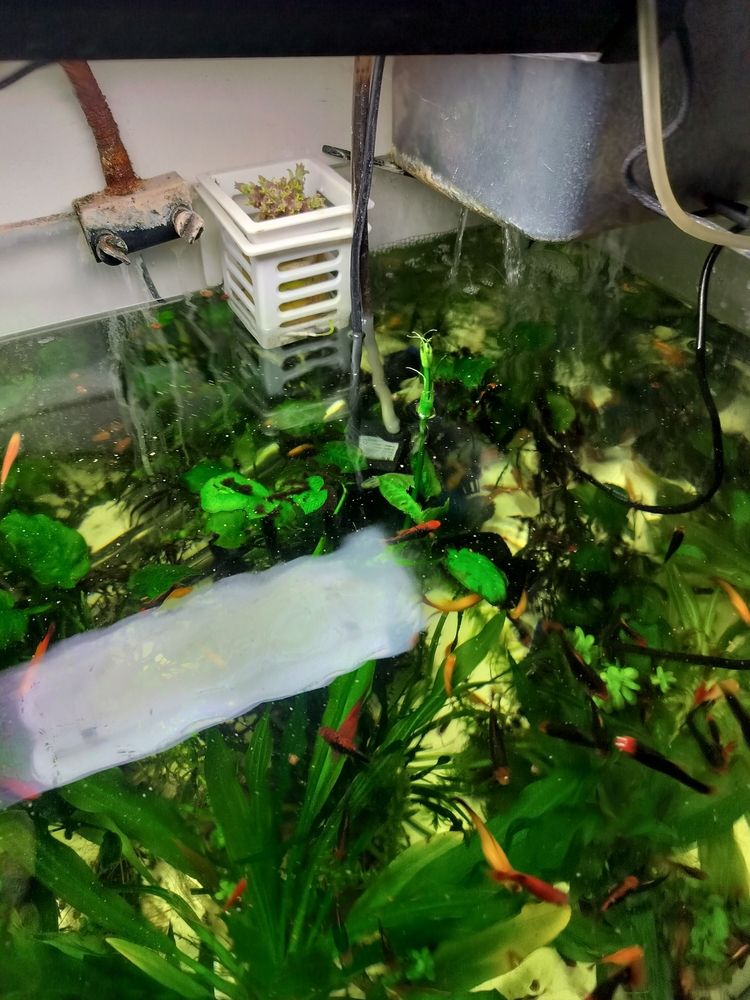 水草需要二氧化碳