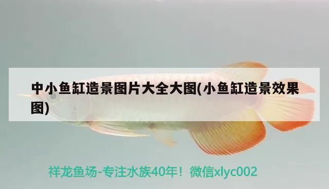 中小魚缸造景圖片大全大圖(小魚缸造景效果圖)