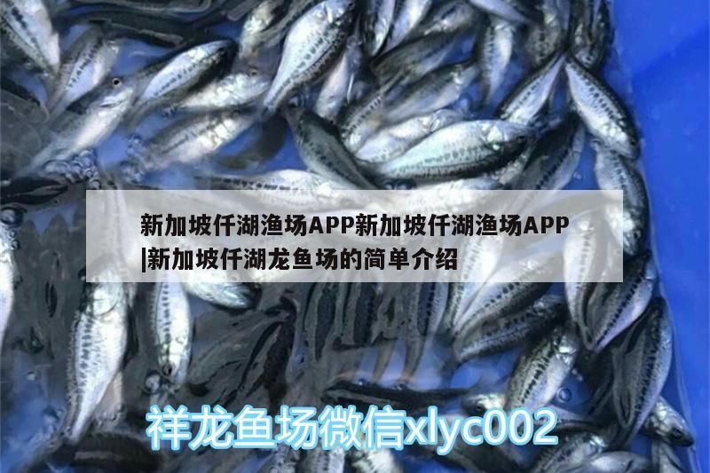 新加坡仟湖漁場APP新加坡仟湖漁場APP|新加坡仟湖龍魚場的簡單介紹