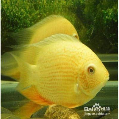 龍魚和什么魚養(yǎng)在一起最合適：龍魚混養(yǎng)，探尋水下和諧家園的搭建之道
