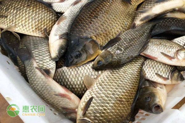 鯽魚(yú)苗最好三個(gè)品種（鯽魚(yú)苗中綜合表現(xiàn)最佳的三個(gè)品種及其特點(diǎn)）