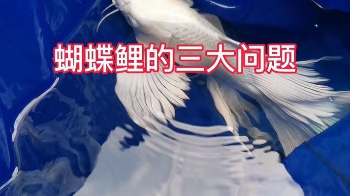 蝴蝶鯉最怕三個東西（蝴蝶鯉對飼養環境要求較高的觀賞魚）