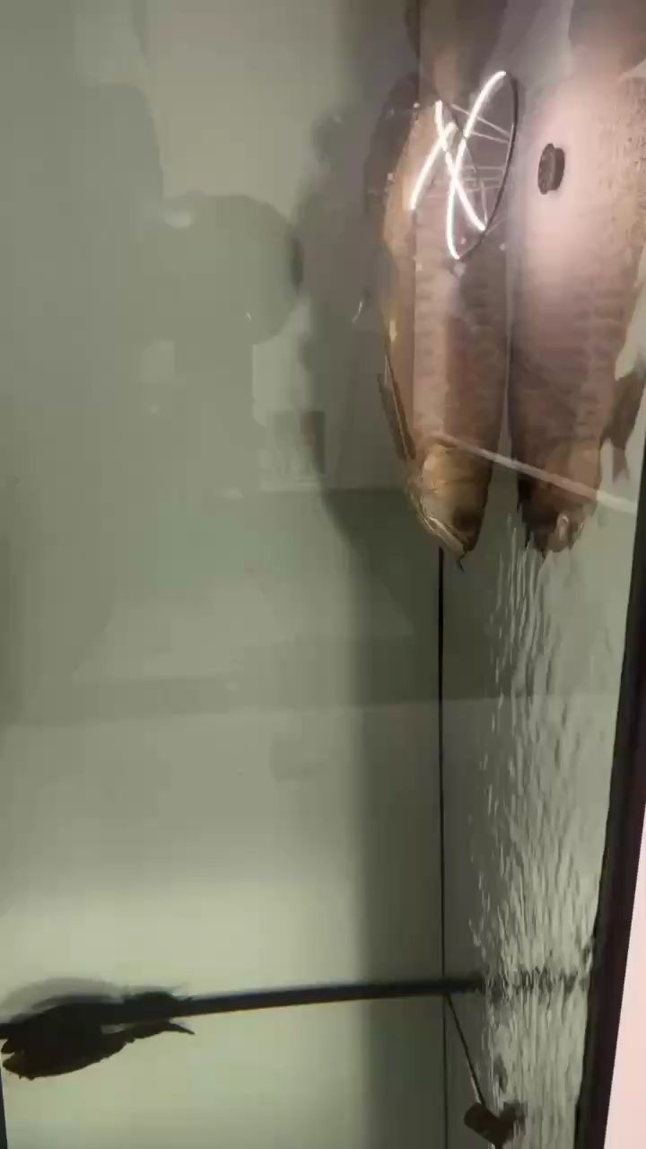 睡不著來看看它