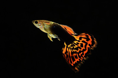 龍魚(yú)能和紅龍魚(yú)混養(yǎng)嗎圖片欣賞大全：龍魚(yú)能和紅龍魚(yú)混養(yǎng)嗎？混養(yǎng)之美圖文探秘