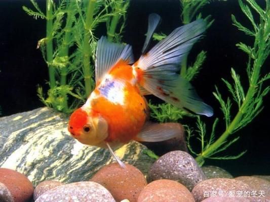 龍魚能吃豬肉嗎怎么喂養：龍魚能吃豬肉嗎？怎么喂？龍魚喂養全攻略