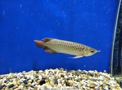 圖騰金龍魚幼魚喂養指南：圖騰金龍魚幼魚喂養技巧及注意事項，圖騰金龍魚幼魚喂養指南
