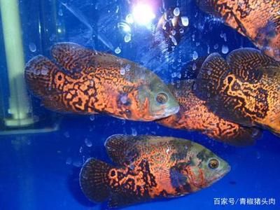 龍魚能吃魚糧嗎怎么喂：龍魚能吃魚糧嗎？探秘龍魚喂養的奧秘