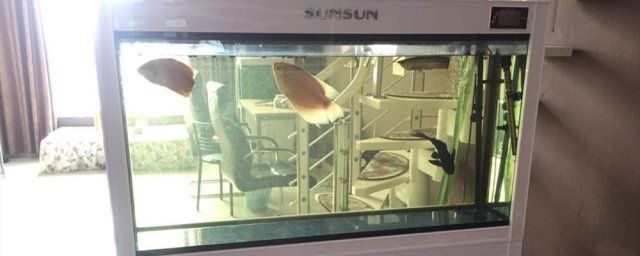 龍魚能吃血鸚鵡的魚食嗎視頻：龍魚能吃血鸚鵡的魚食嗎？深入解析與科學建議