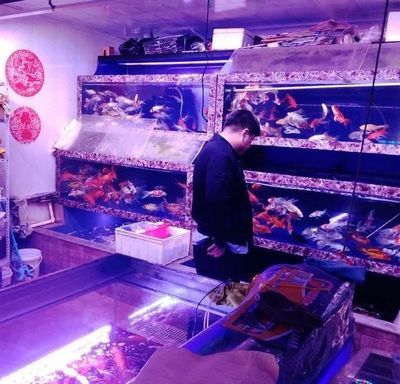 龍魚能吃泥鰍嗎視頻講解：龍魚能吃泥鰍嗎？揭秘龍魚喂食背后的科學與樂趣
