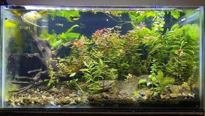 龍魚能吃海蝦嗎圖片大全：龍魚能吃海蝦嗎？探秘水族飲食的奇妙世界