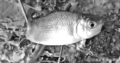 龍魚能吃不能吃的東西：龍魚，觀賞與食用的糾結之選