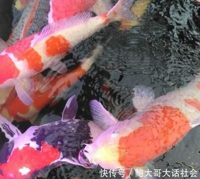 龍魚能吃不能吃的東西：龍魚，觀賞與食用的糾結之選