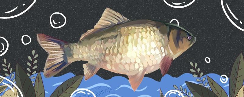 養鯽魚喂什么食最好多久喂一次 養鯽魚喂什么食最好多久喂一次 可麗愛魚缸
