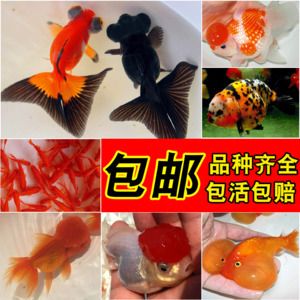 龍魚能不能吃肉類：龍魚能不能吃肉？探秘龍魚飲食的奧秘