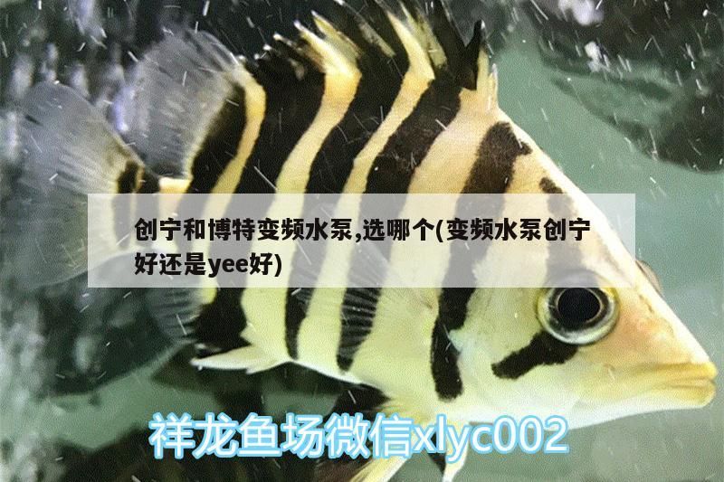 創寧和博特變頻水泵,選哪個(變頻水泵創寧好還是yee好)