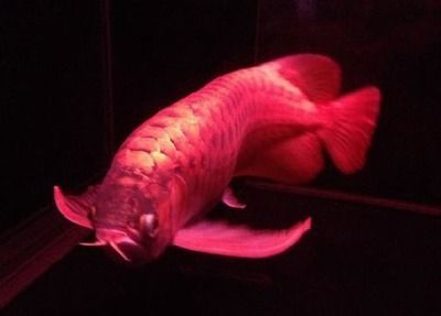 龍魚苗長什么樣子圖片大全圖解視頻：龍魚苗的奇妙世界，探秘其獨特模樣與成長奧秘